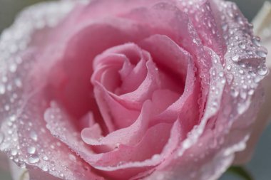 Pembe bir gül ekvator 'un yakın çekimi.