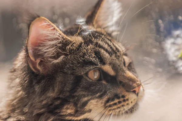 Maine Coon Marmeren Kleur Speelt Met Een Paardebloem — Stockfoto