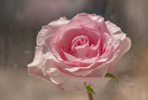 Close Pink Rose Cultivar Ecuador — Stock Photo, Image