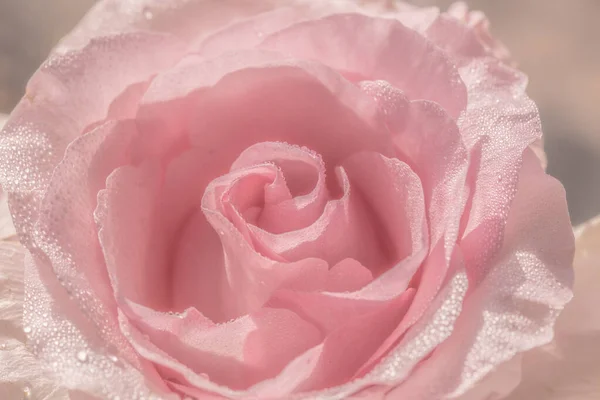 Close-up of a pink rose cultivar Ecuador