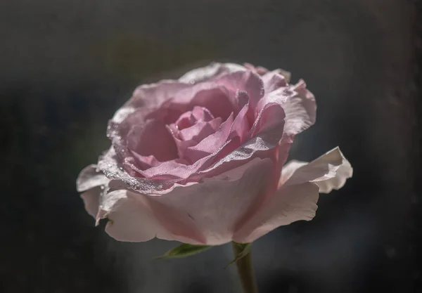Close Uma Cultivar Rosa Rosa Equador — Fotografia de Stock