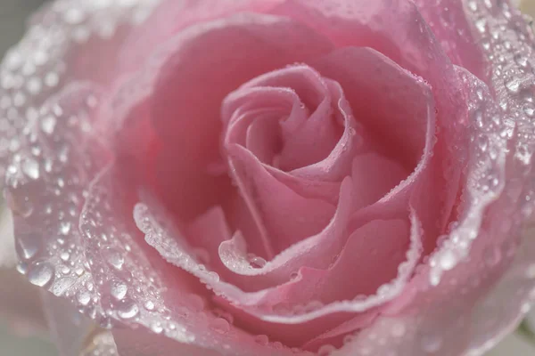 Close Pink Rose Cultivar Ecuador — стоковое фото