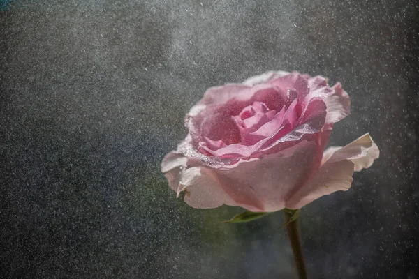 Close Uma Rosa Varietal Rosa Chuva — Fotografia de Stock