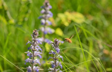Bombylius Major bir çiçekten nektar topluyor.