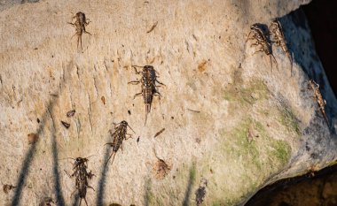 Nehrin kenarındaki taşların üzerindeki taştan larvaların boş derileri.