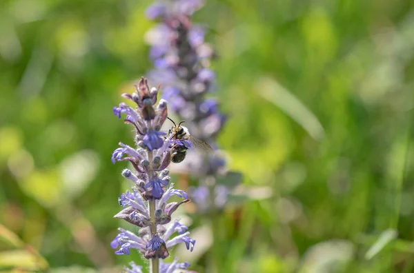 Wild Carpathian Bee Collects Nectar — Foto Stock