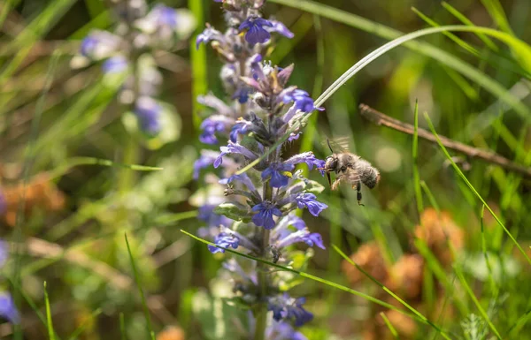 Včela Divoká Sbírá Nektar — Stock fotografie