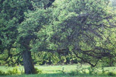 Çok yaşlı bir armut ağacının genç yaprakları