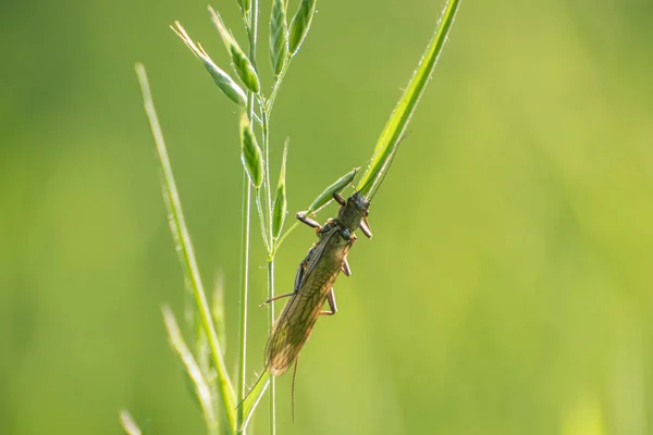 Winged Insect Stonefly Sits Plant — ストック写真