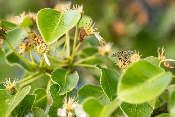 Çok yaşlı bir armut ağacının genç yaprakları