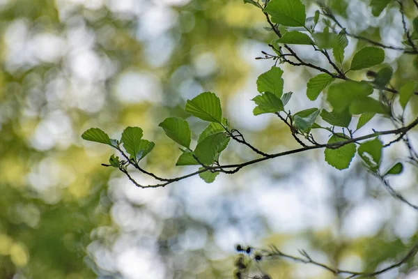 Young Leaves Hornbeam Spring Day — Foto de Stock