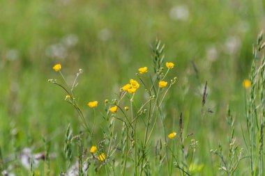 Çiçeklerle dolu bir açıklık
