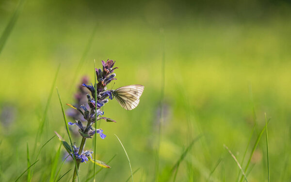 Butterfly collects nectar on a sage flower