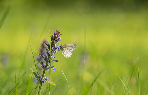 Butterfly collects nectar on a sage flower