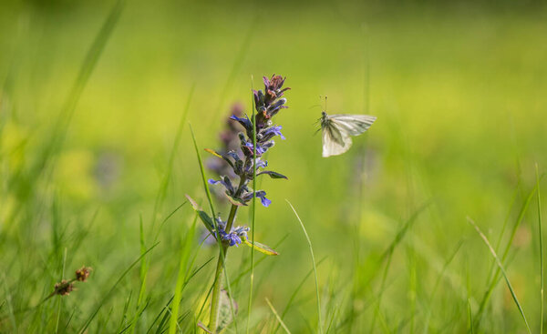 Butterfly collects nectar on a sage flower