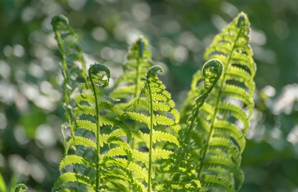 Ung Saftig Ormbunke Skogen — Stockfoto