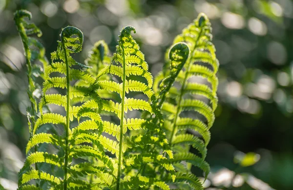 Jovem Samambaia Suculenta Floresta — Fotografia de Stock