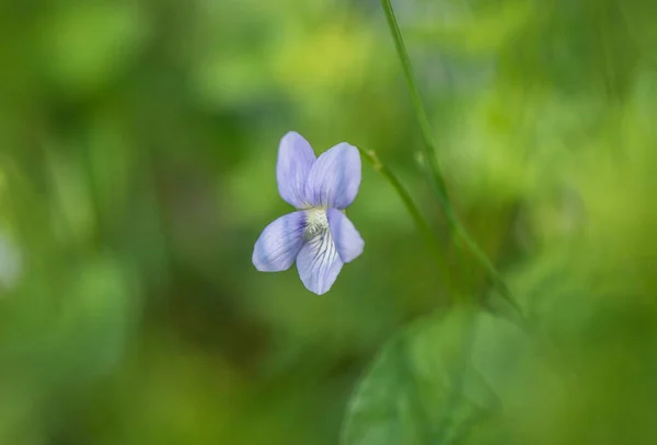 Blue Forest Violet Flowers Grass — Stock Fotó