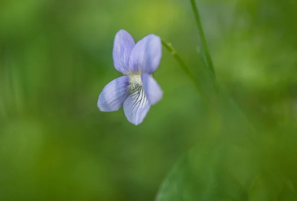 Blue Forest Violet Flowers Grass — Stock Photo, Image