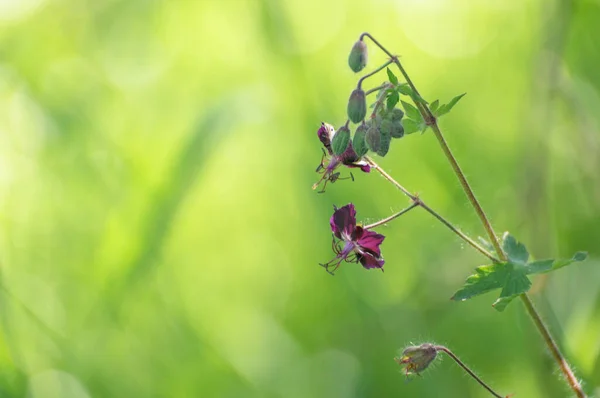 Geranium Phaeum Flowers Sway Wind — Stock fotografie