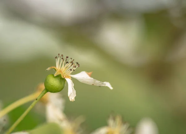 Close Future Wild Pear — Fotografia de Stock