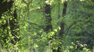 Bahar ormanlarındaki ağaç dallarında yemyeşil yapraklarla dolu bir manzara.