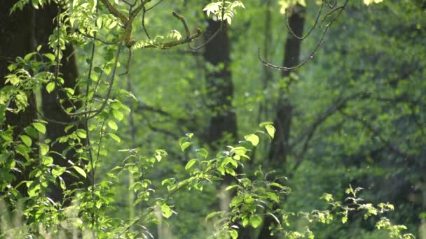 Krajina Svěžími Zelenými Listy Větvích Stromů Jarním Lese — Stock video