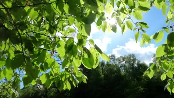 Landscape Lush Green Beech Leaves Tree Branches Spring Forest — Video