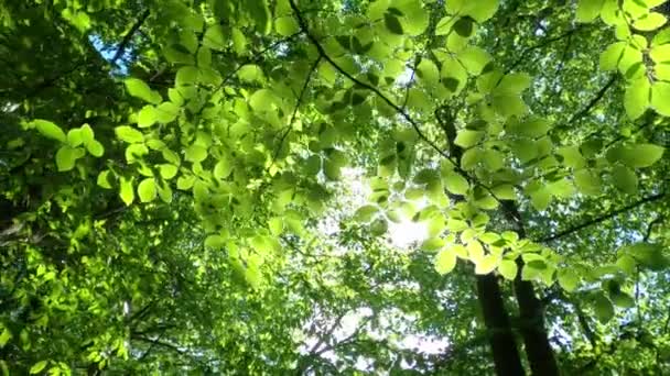 Krajobraz Bujną Zielenią Liści Buku Gałęziach Drzew Wiosennym Lesie — Wideo stockowe