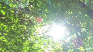 Bahar ormanlarındaki ağaç dallarında yemyeşil kayın yaprakları olan bir manzara.