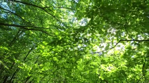 Paisagem Com Exuberante Folhas Faia Verde Galhos Árvores Uma Floresta — Vídeo de Stock