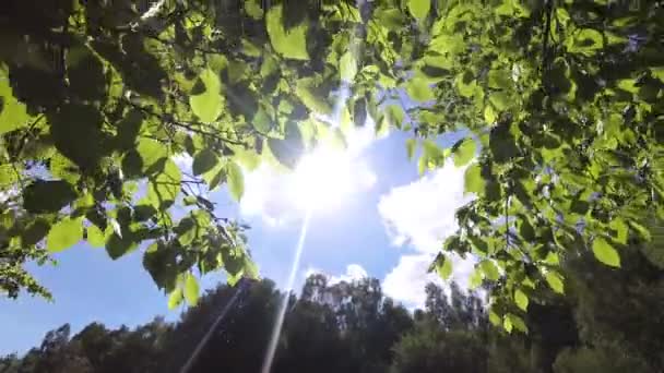 Paesaggio Con Lussureggianti Foglie Faggio Verde Rami Albero Una Foresta — Video Stock