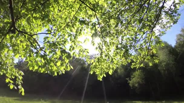 Landschap Met Weelderige Groene Beukenbladeren Aan Boomtakken Een Voorjaarsbos — Stockvideo