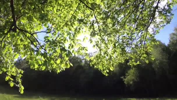 Paisaje Con Frondosas Hojas Haya Verde Ramas Árboles Bosque Primavera — Vídeos de Stock