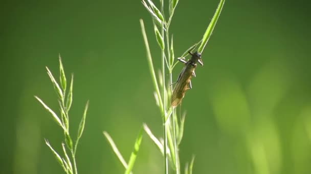 Winged Insect Stonefly Sits Plant — Video