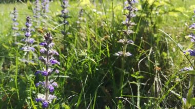 Bombylius Major bir çiçekten nektar topluyor.