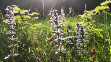 Bombylius Major bir çiçekten nektar topluyor.