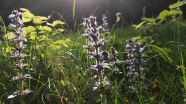 Vahşi Karpat arısı nektar topluyor