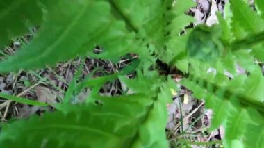 Ormanda genç sulu eğrelti otu