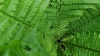 Ormanda genç sulu eğrelti otu