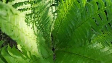 Ormanda genç sulu eğrelti otu