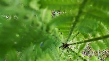 Ormanda genç sulu eğrelti otu