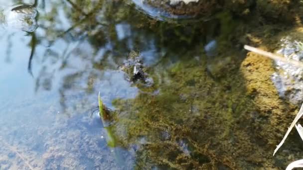 Chanclas Insectos Alados Río — Vídeos de Stock