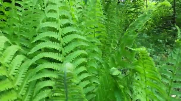 Jonge Sappige Varen Het Bos — Stockvideo