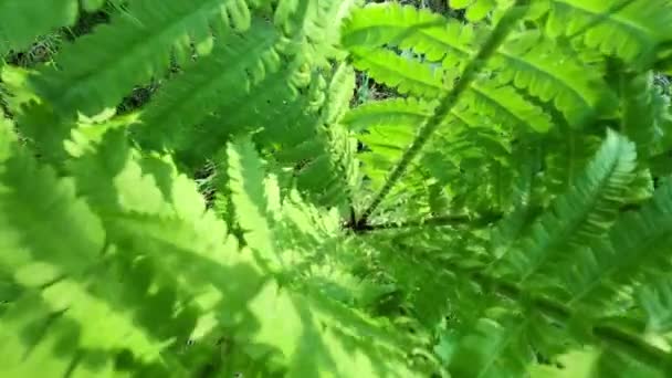 Jeune Fougère Juteuse Dans Forêt — Video