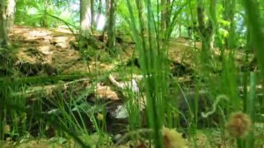 Bahar Ormanı 'ndaki nehir.