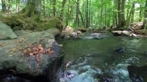 Río Bosque Montaña Primavera — Vídeos de Stock