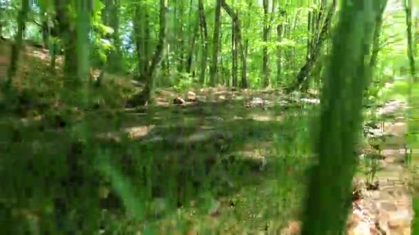 Rio Floresta Montanha Primavera — Vídeo de Stock