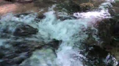 Bahar Ormanı 'ndaki nehir.