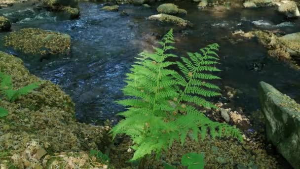 River Spring Mountain Forest — Vídeos de Stock